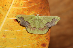 Phrudocentra janeira