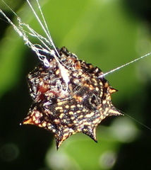 Isoxya cicatricosa
