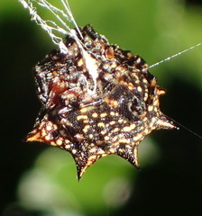 Isoxya cicatricosa