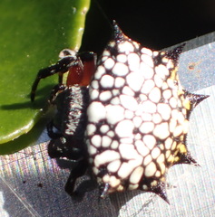 Isoxya cicatricosa