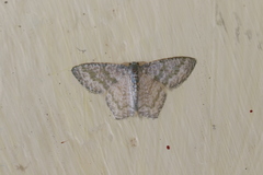 Chloropteryx opalaria