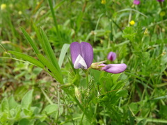 Vicia bithynica