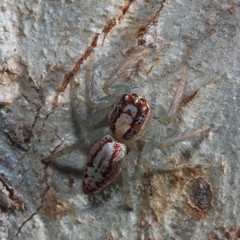 Cytaea alburna