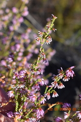 Erica globiceps consors