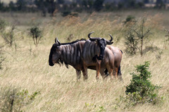 Connochaetes taurinus johnstoni