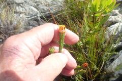 Ursinia quinquepartita