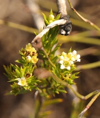 Diosma aristata