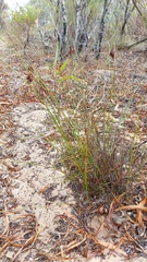 Staberoha distachyos