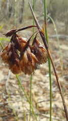 Staberoha distachyos