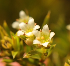 Diosma aristata