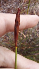 Staberoha distachyos