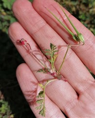 Erodium cicutarium