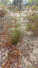 Staberoha distachyos