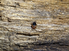 Aphorista laeta