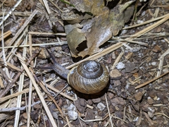 Allogona ptychophora