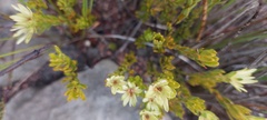 Euchaetis longibracteata