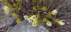 Euchaetis longibracteata