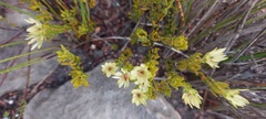 Euchaetis longibracteata
