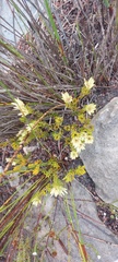 Euchaetis longibracteata