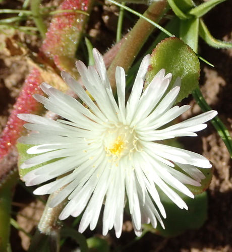 Mesembryanthemum aitonis