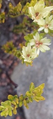 Euchaetis longibracteata