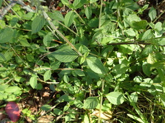 Achyranthes aspera aspera