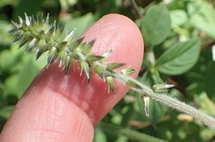 Achyranthes aspera aspera