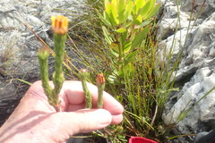 Ursinia quinquepartita