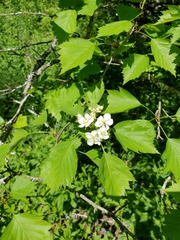 Crataegus punctata
