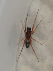 Linyphia hortensis