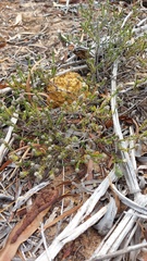 Phylica thunbergiana