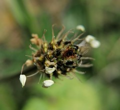 Plantago lanceolata