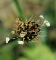 Plantago lanceolata