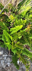 Asplenium decurrens