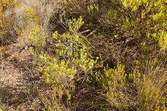Diosma aristata