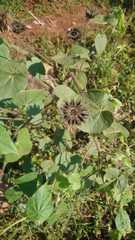 Abutilon mauritianum