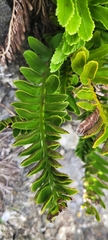 Asplenium decurrens