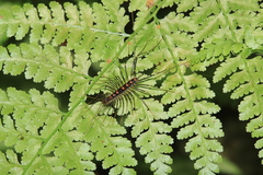 Thereuopoda clunifera