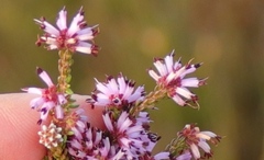 Erica dispar