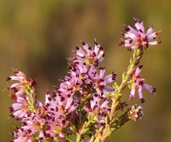 Erica dispar