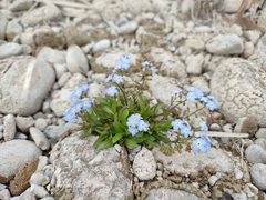 Myosotis rehsteineri