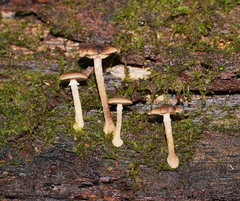 Armillaria hinnulea
