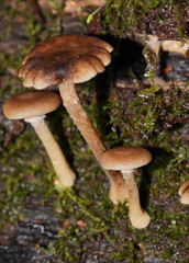 Armillaria hinnulea