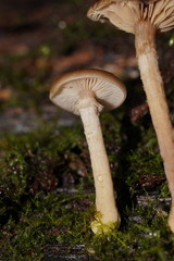 Armillaria hinnulea