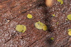 Chlorencoelia versiformis