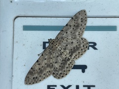 Percnia