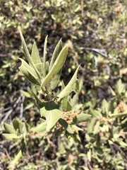 Quercus peninsularis