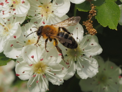 Andrena nitida