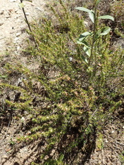 Cliffortia filifolia