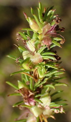 Cliffortia filifolia